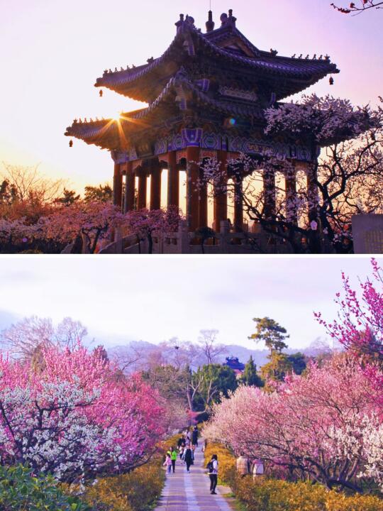2月来南京赏梅花，看过这4个地方再离开