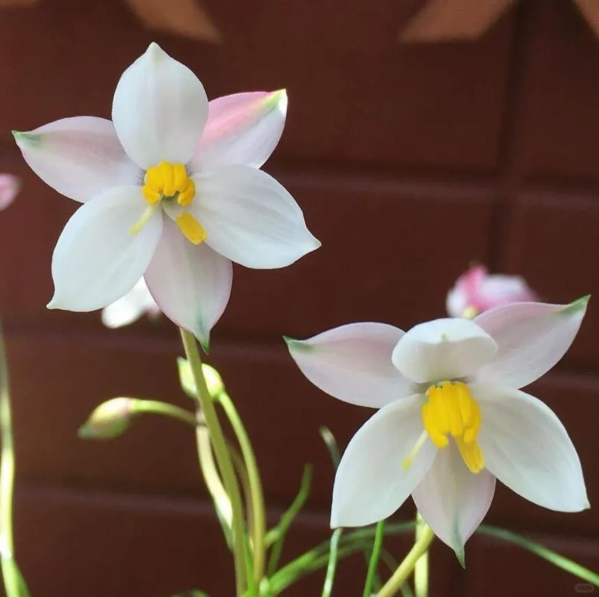 秋植小球根 月光花