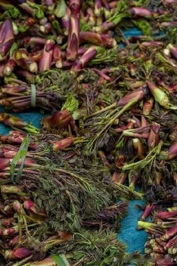 今日风物茶话会：春天吃野菜
春日里，怎么能不尝尝春天的味道呢？俗话说的好：春天的