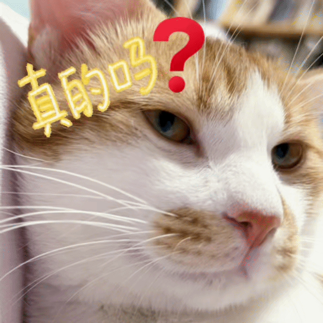 给给猫表情包[哈哈][哈哈][哈哈] ​​​