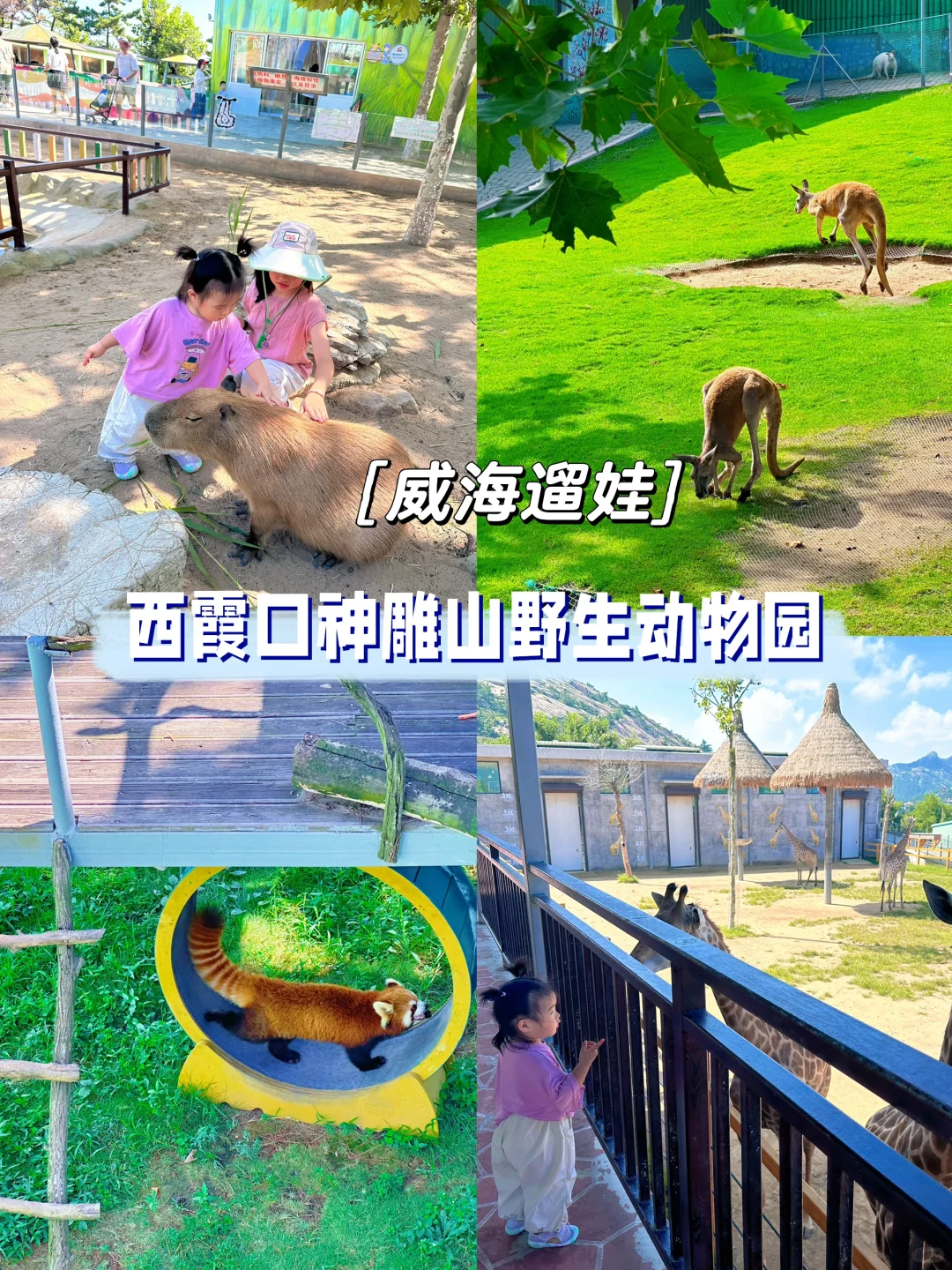 威海 | 不吹不黑，神雕山野生动物园真实体验