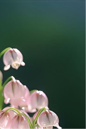 铃兰花的种植方法一、光照：铃兰花喜欢光线充足的环境，但是不能暴晒。二、温度：铃兰