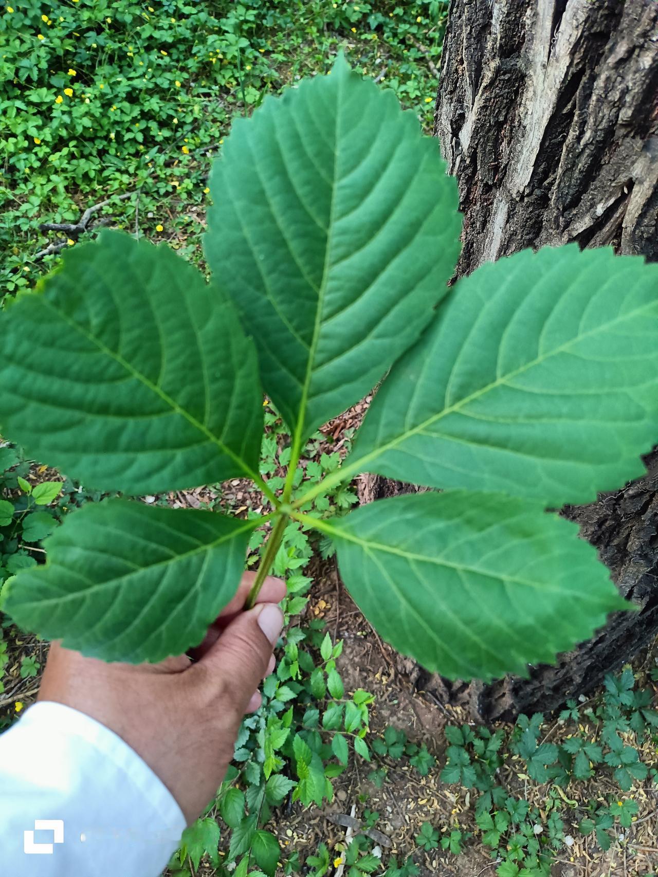 百姓观察：这是人参吗？
       早晨去公园晨练，无意间看到路边有一颗植物，