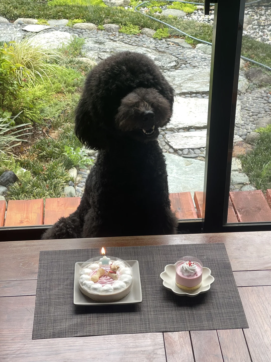 我们小黑宝一岁啦🎂