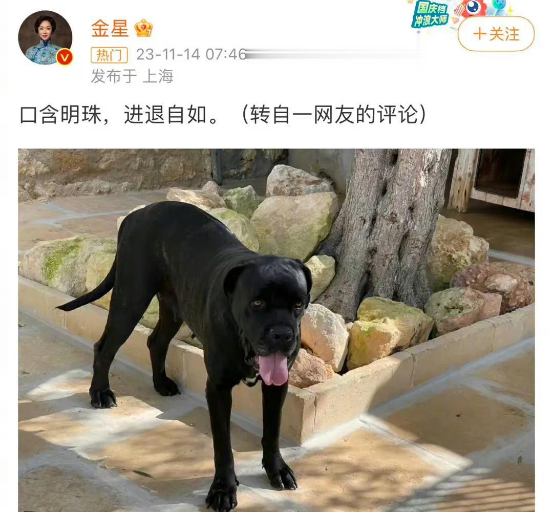 #金星 口含明珠进退自如#
金星和董小姐有过节？
感觉全网对王自如和董明珠的恶意