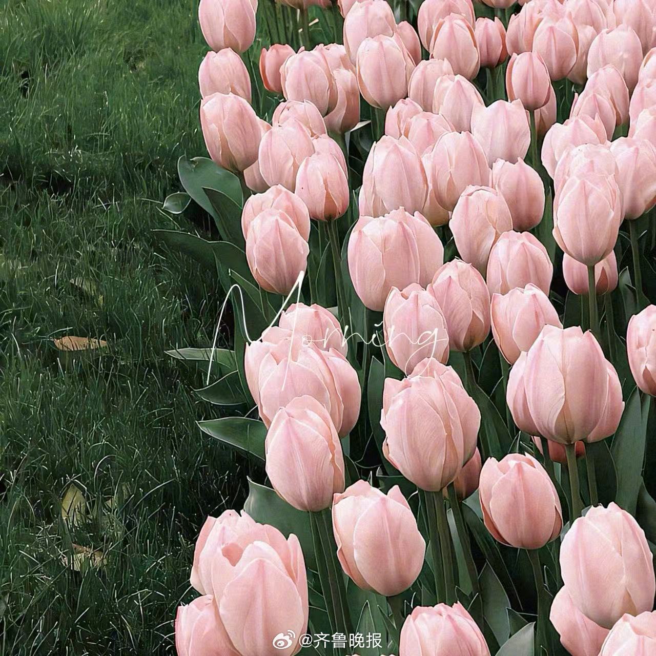 心有所期全力以赴#早安#