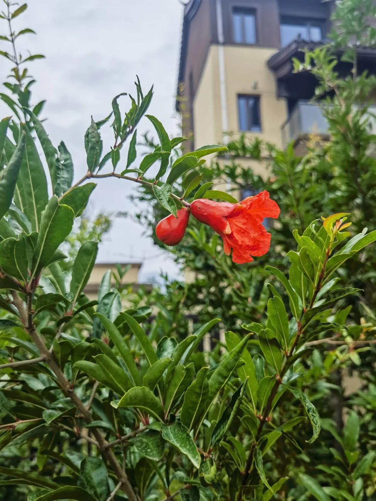 晒晒随手拍的花西安市花