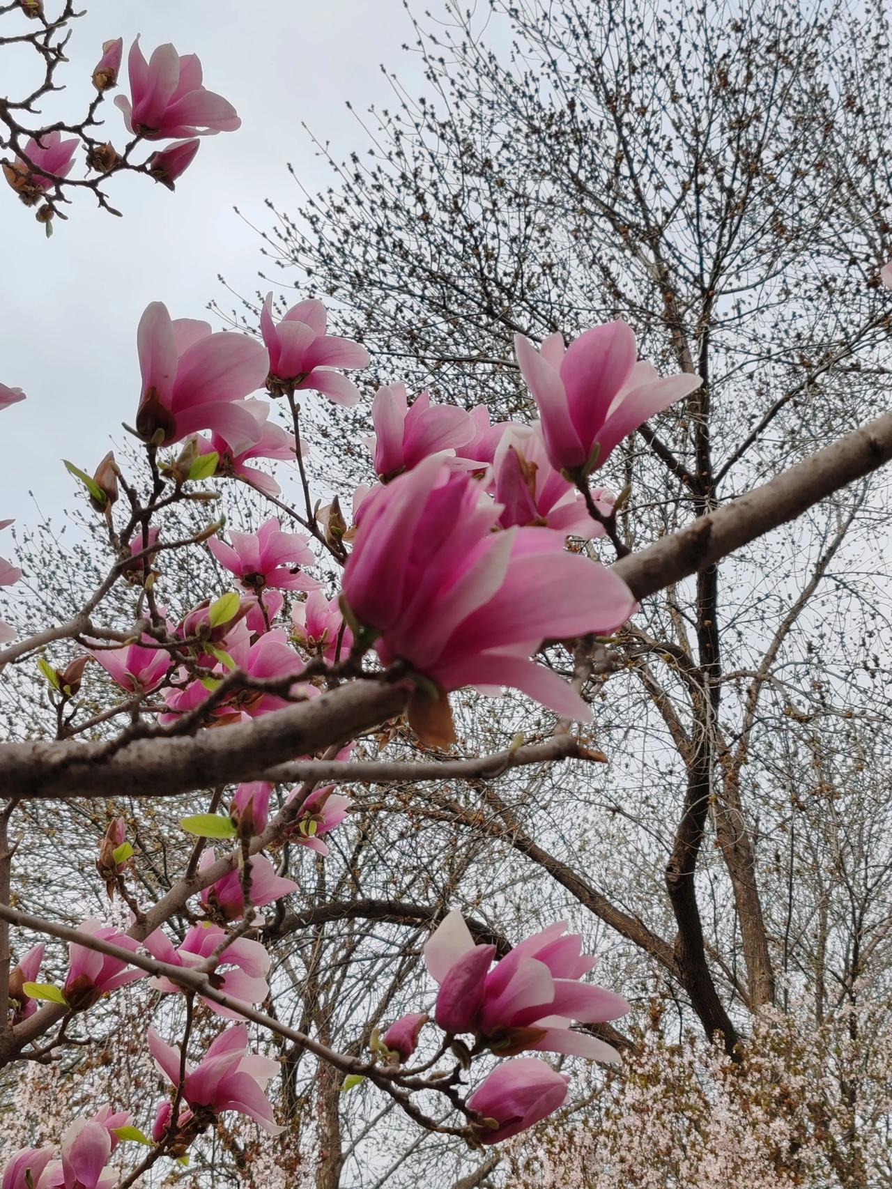 晒图笔记大赛春日随手拍。