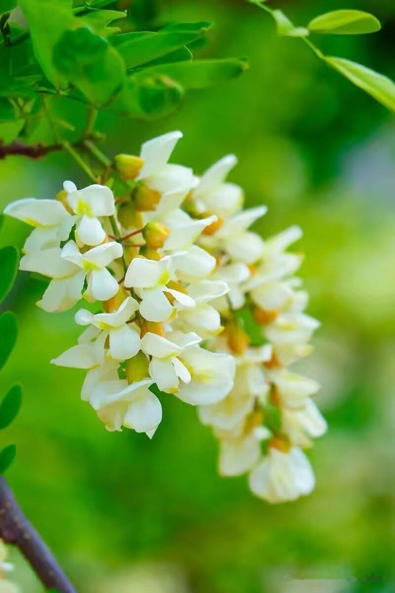 【七律·咏槐花】
青枝垂雪玉琳琅，小院洋槐秀素妆。
燕语莺歌情缱绻，蜂迷蝶恋影徜