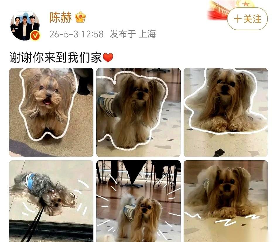 陈赫家里，来了个新成员。
不是人，是个毛茸茸的小家伙。
他5月3号发了照片，那小