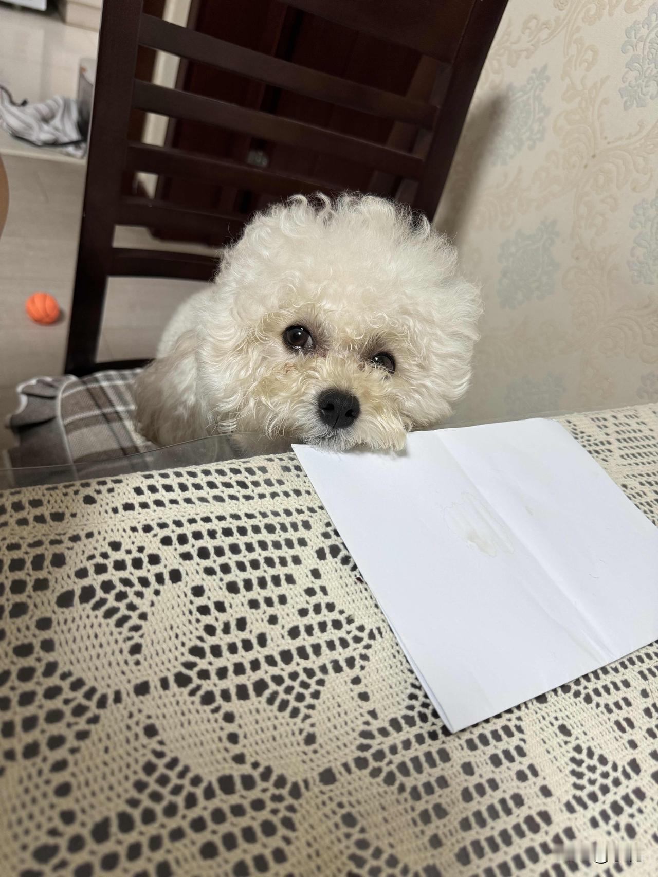 我家饭搭子小泰迪，一到饭点就端坐在椅子上眼巴巴等饭，那小模样可爱极了，还特别爱吃