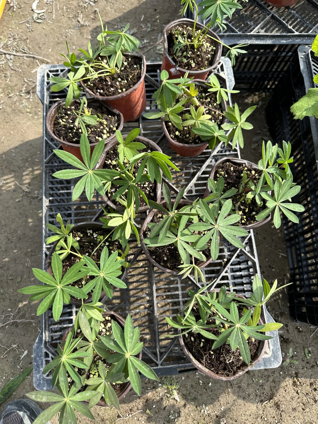 植物开箱：羽扇豆