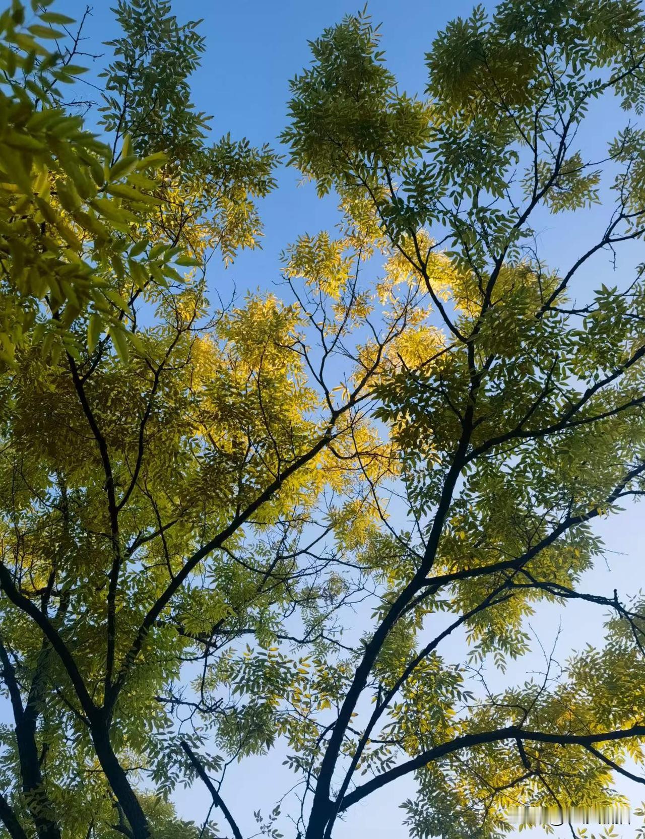 静谧的城市森林。
有人知道拍的是哪儿吗？
图文原创：王琦
夏日生活打卡季
