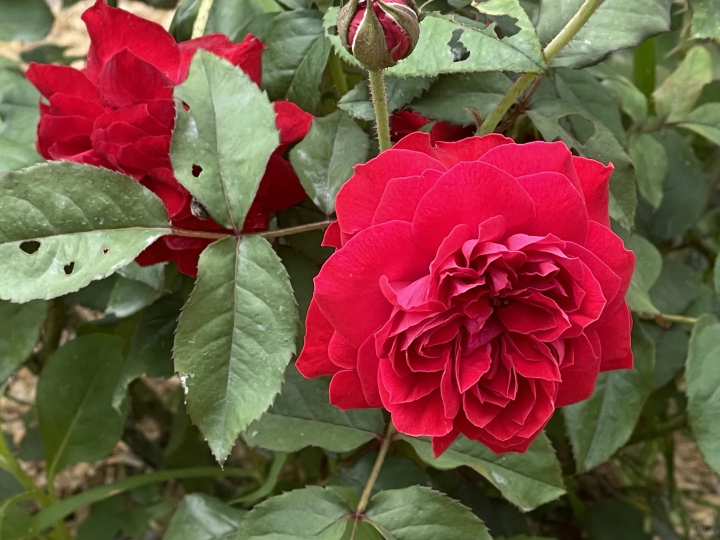 木村我的玫瑰第三波花