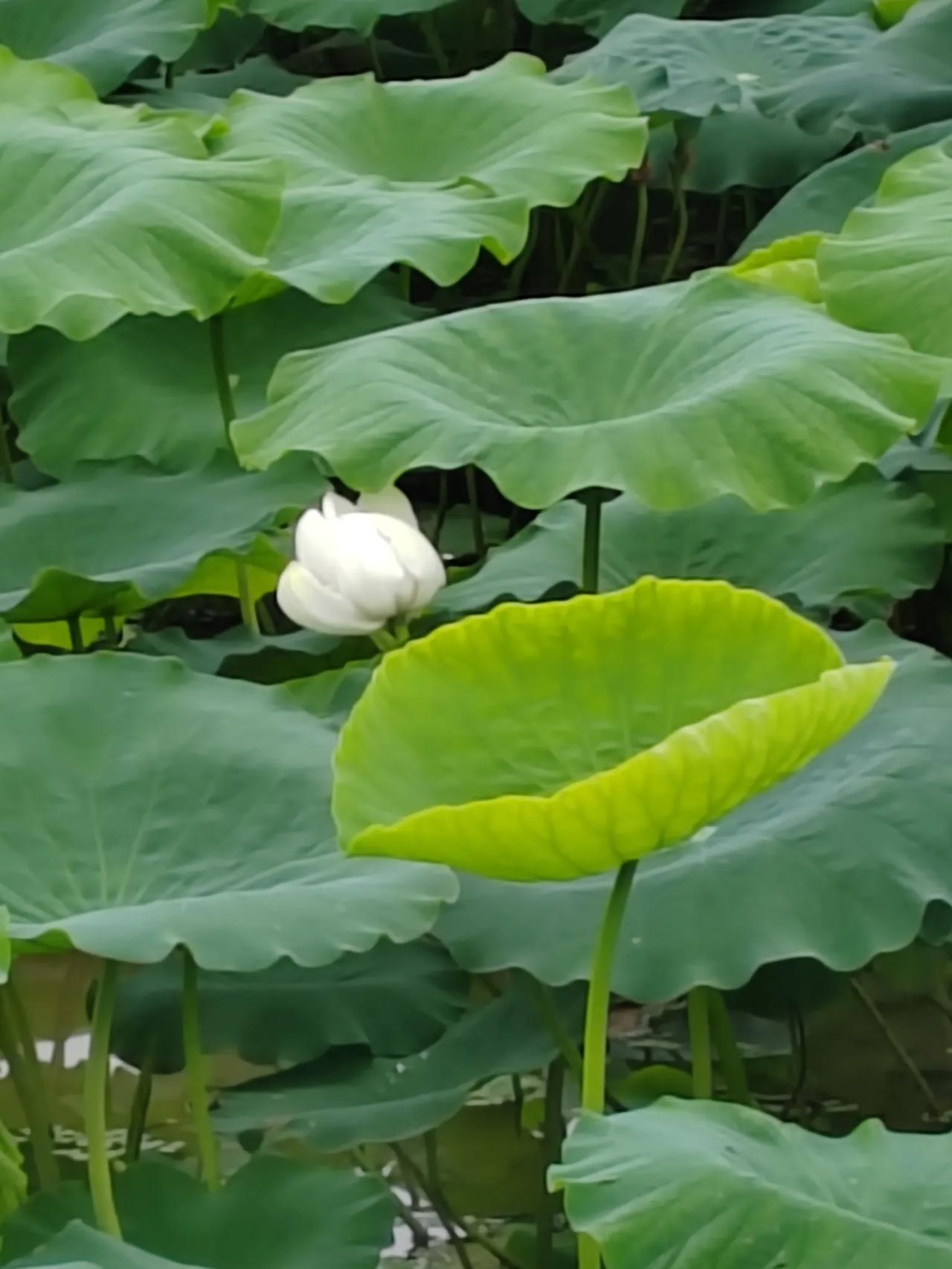 佛法，人间大法，不怕你不信，就怕你迷信
孙悟空一个筋斗云，能翻十万八千里，他为什