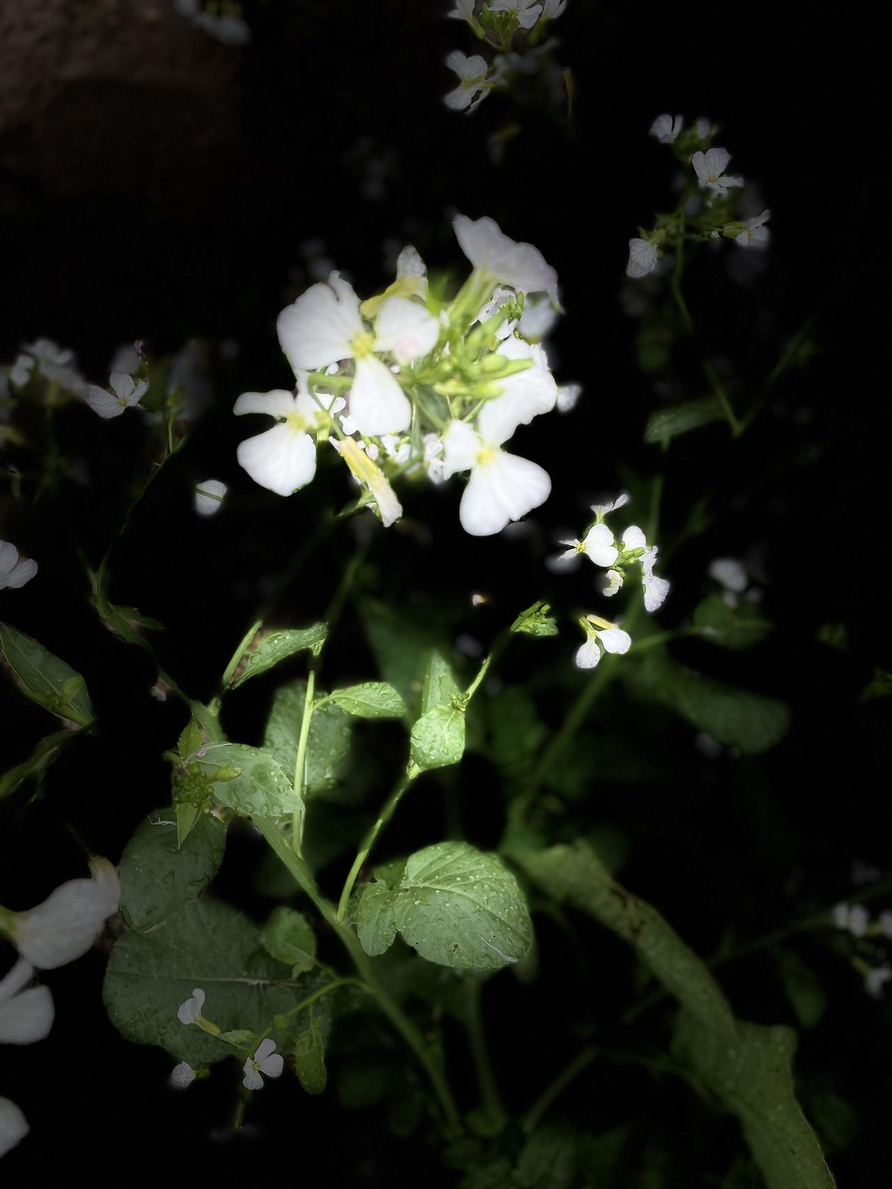 我喜欢摄影，给大家看看我拍照片