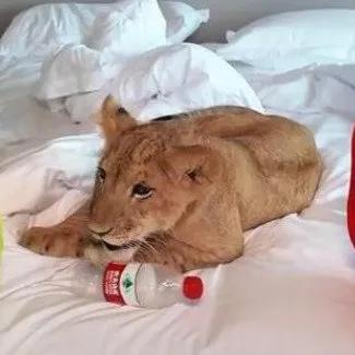 最近刷到个挺有意思的事儿：江苏宿迁有家田园度假酒店搞了个“小狮子叫醒服务”，视频