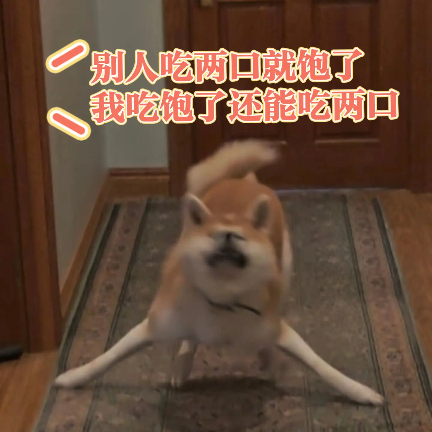 柴犬梗图 网友投稿