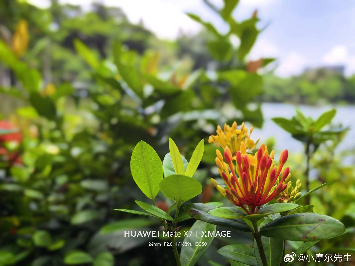 初夏的色彩，被华为Mate X7的XMAGE影像精准捕捉。红花的明艳得益于第二代