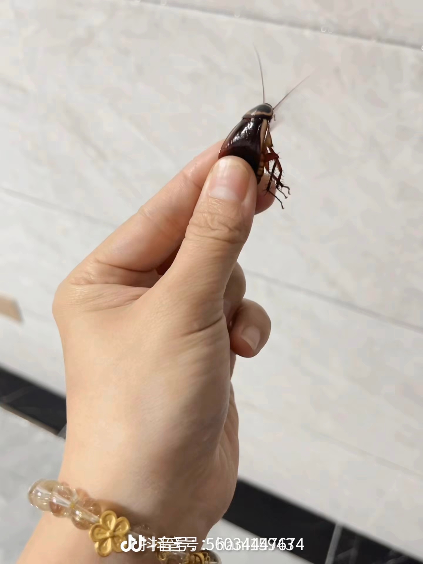 蟑螂产卵实拍 