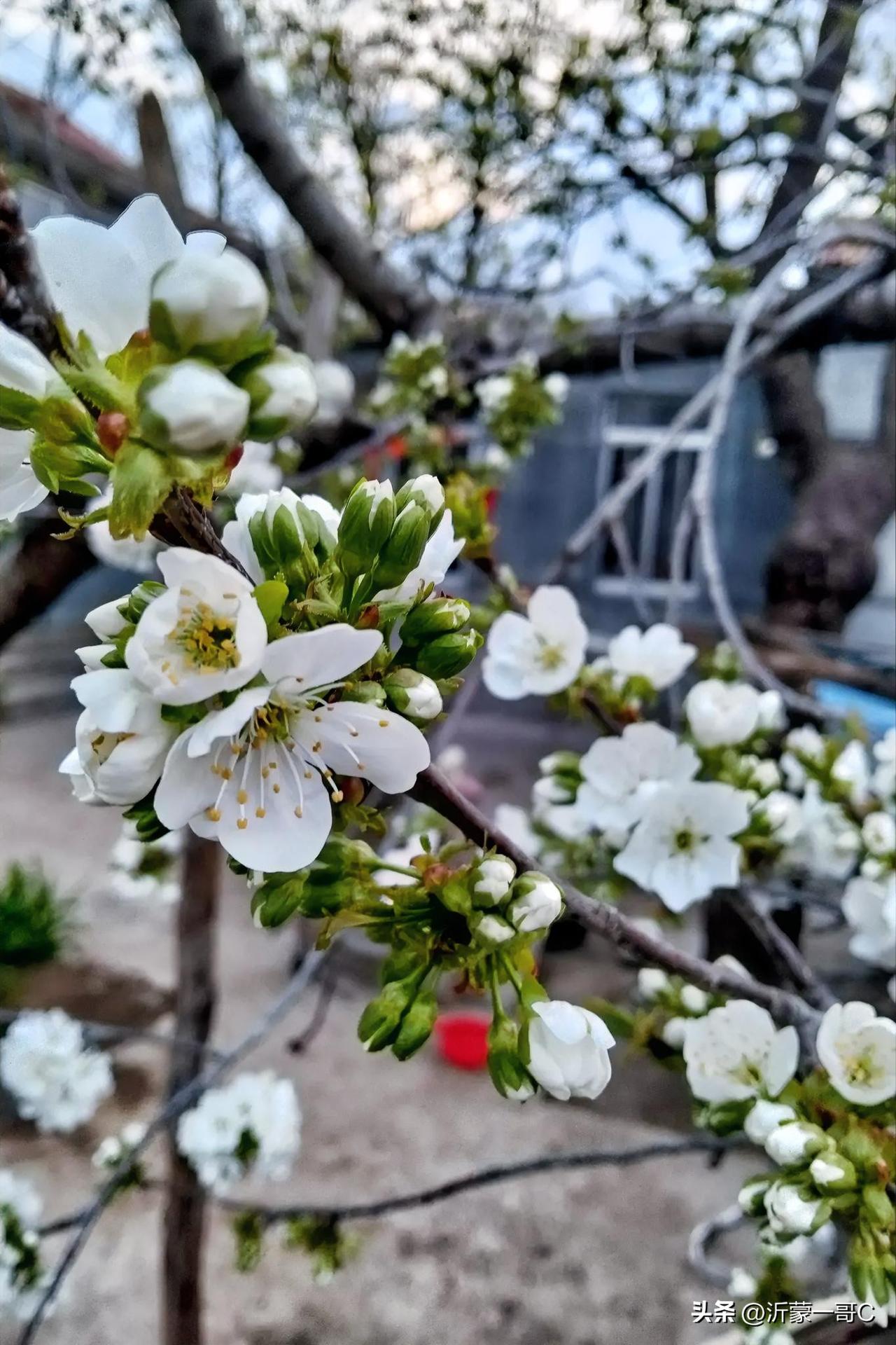 我家的樱桃花开了，春天先住进我家🏡
 
枝头攒满细碎白花，风一吹就簌簌落雪
没