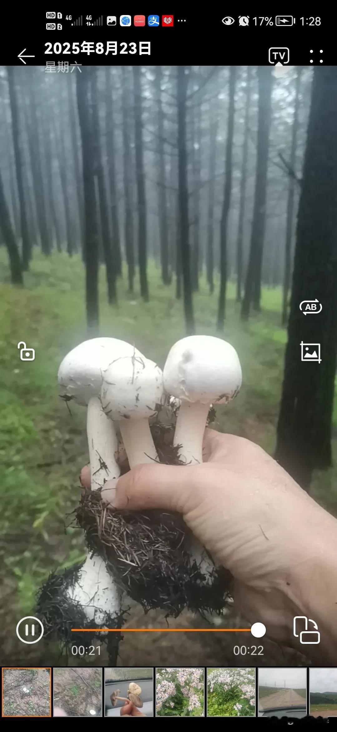 懂野生蘑菇的朋友给看看，这是什么蘑菇？有毒吗？
立秋之后，树林里的野生蘑菇开始长