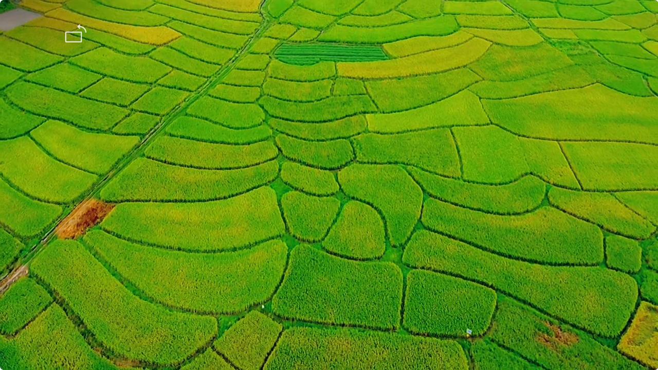 这是我在惠州见过的最漂亮的稻田，航拍最美。快点去吧，去晚了就被收割了