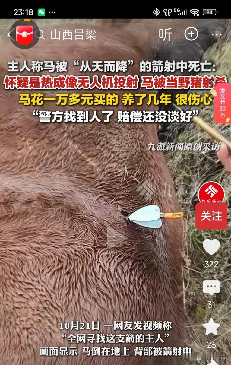 细思极恐！山西吕梁山沟里，1万元买的马，被70厘米利/箭射/穿，当场倒地，是无人