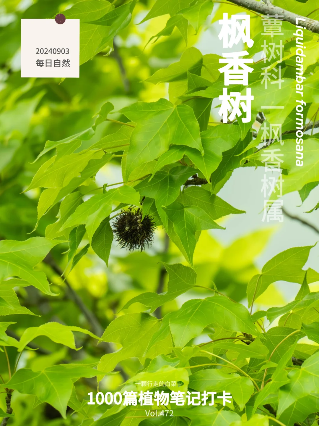 植物笔记472｜春天的枫叶即将红于二月花