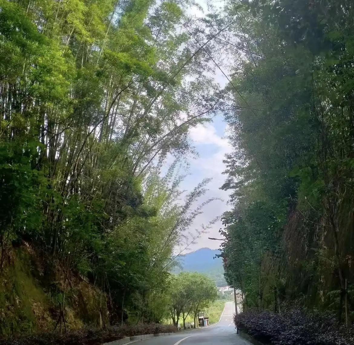 竹林间的夏
 
车窗外的风裹着竹香漫进来时，我才惊觉夏藏在这山坳里。
 
路被绿