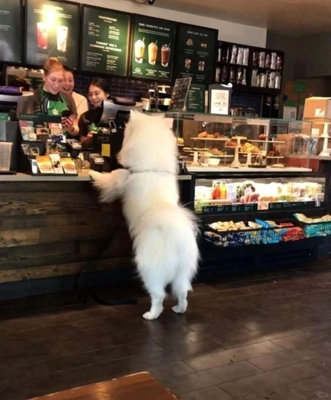 来杯赛妥敏，重回快乐小狗