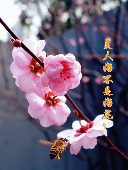 美人梅不是梅花？|静安雕塑公园
