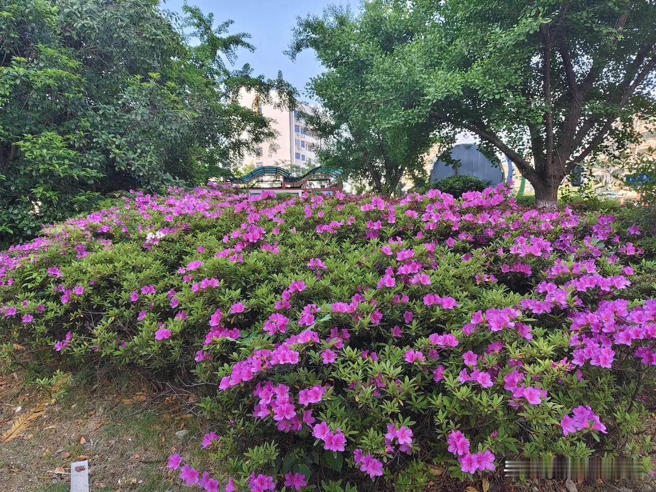 五一劳动节变成了吃货节，明明放了五天假竟然要吃四天酒，去老家家人请客喝酒，满桌可