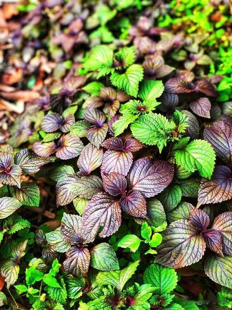 上联:枝头红李脆;
下联:院里紫苏香。
我又对下联来了 我也对下联 你对下联的看