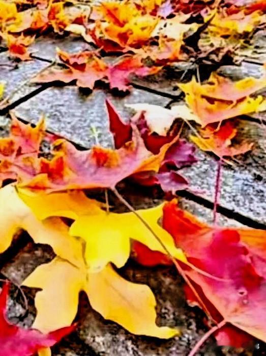 今天石家庄的天气真不错，空气质量良，天气预报的是多云，可太阳还是升的很高阳光明媚