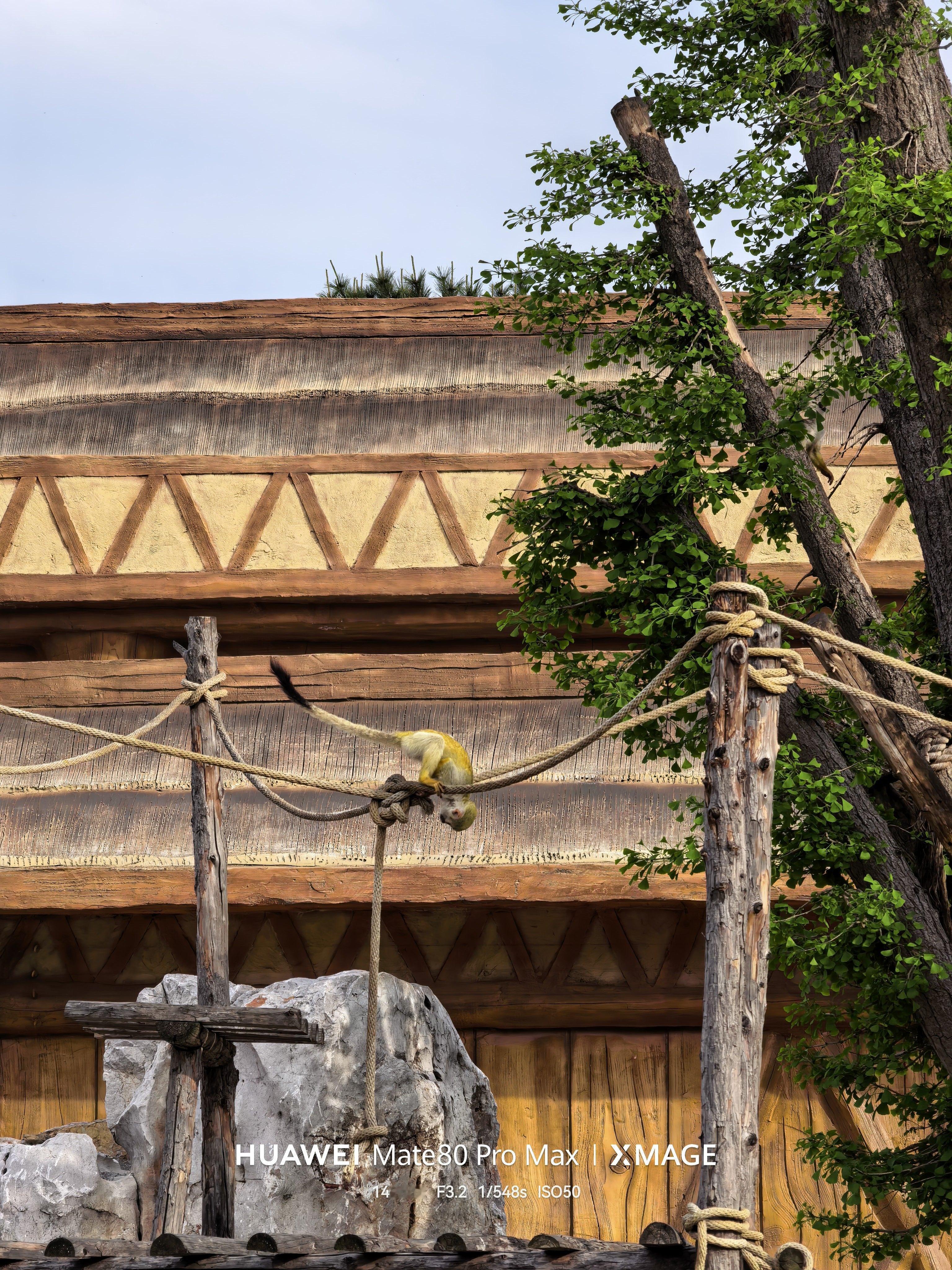 今天去动物园，又涨姿势了。灵长类这块，真的太有意思了。光是“猴”这一类，就能分出