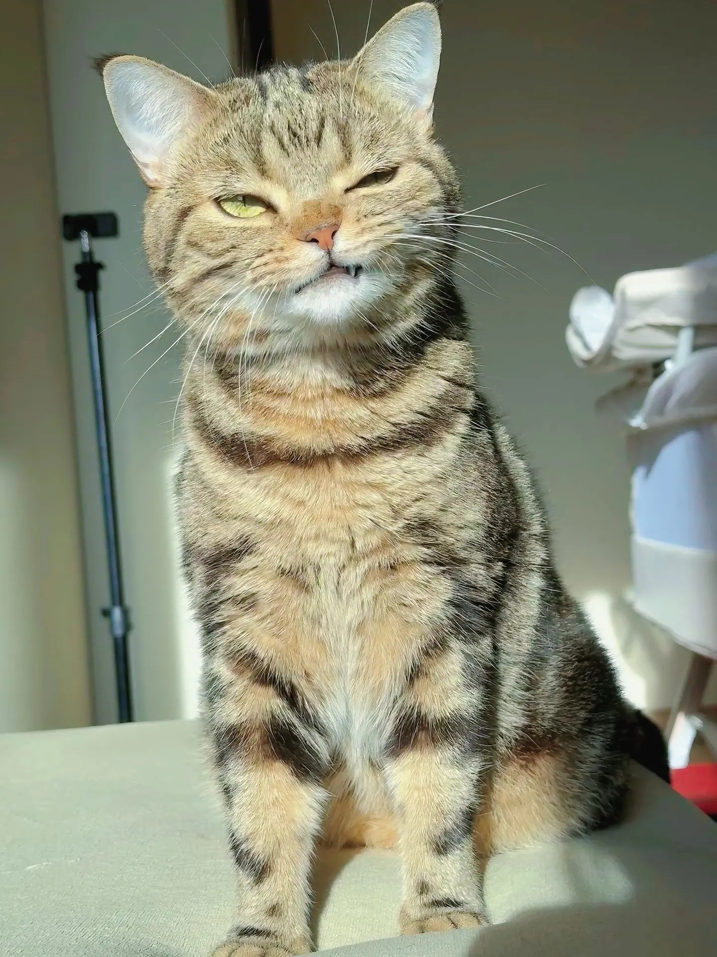 是小奶猫也是小拽猫！好爱