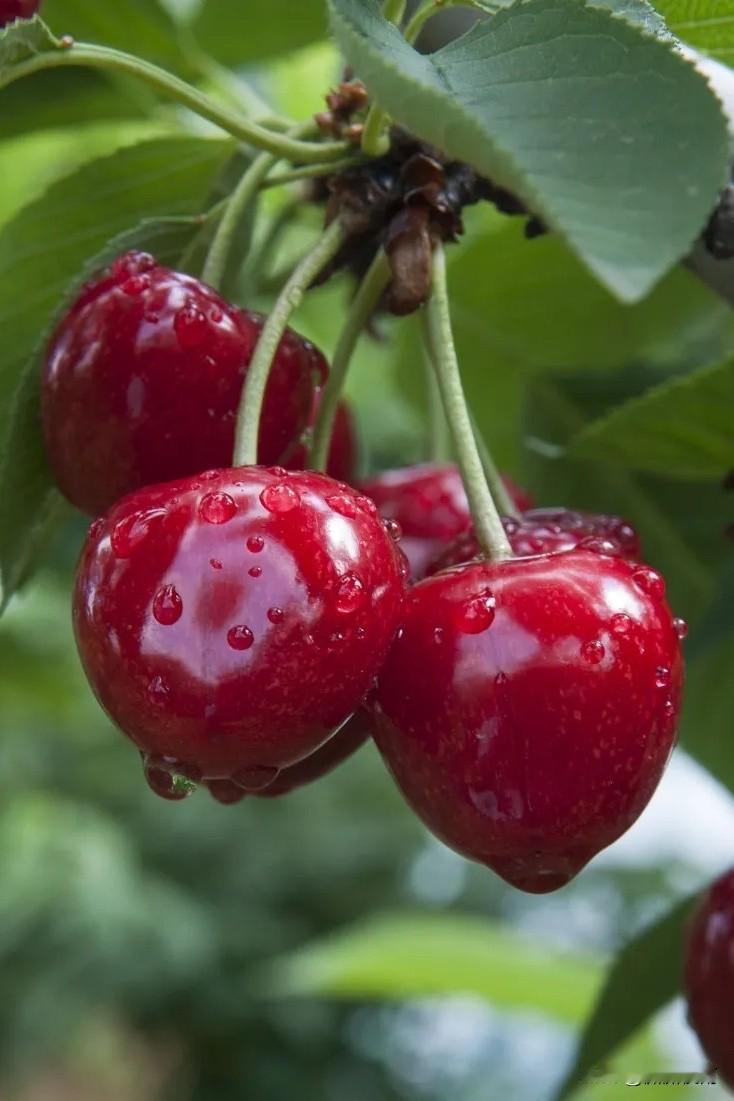 茶酒不沾，因为我缺智，亦不是英雄。

我喝果汁，四月樱桃🍒红的时候，将自己种的