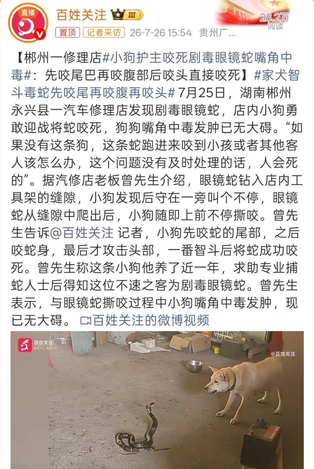 小狗护主咬死剧毒眼镜蛇嘴角中毒这有事是真敢上啊，必须加鸡腿！ 
