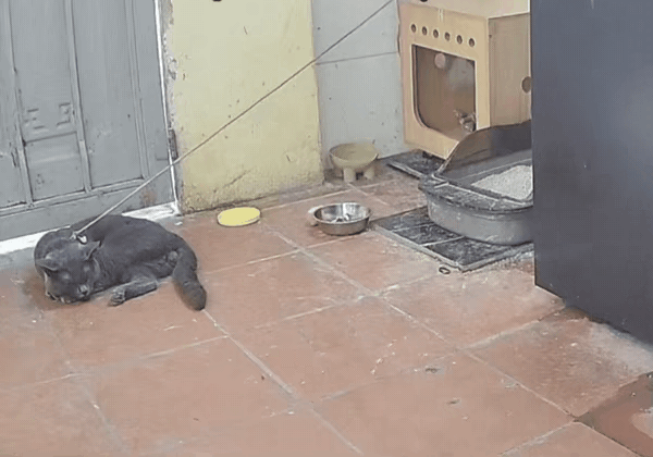 猫：哦豁，这我就不困了。