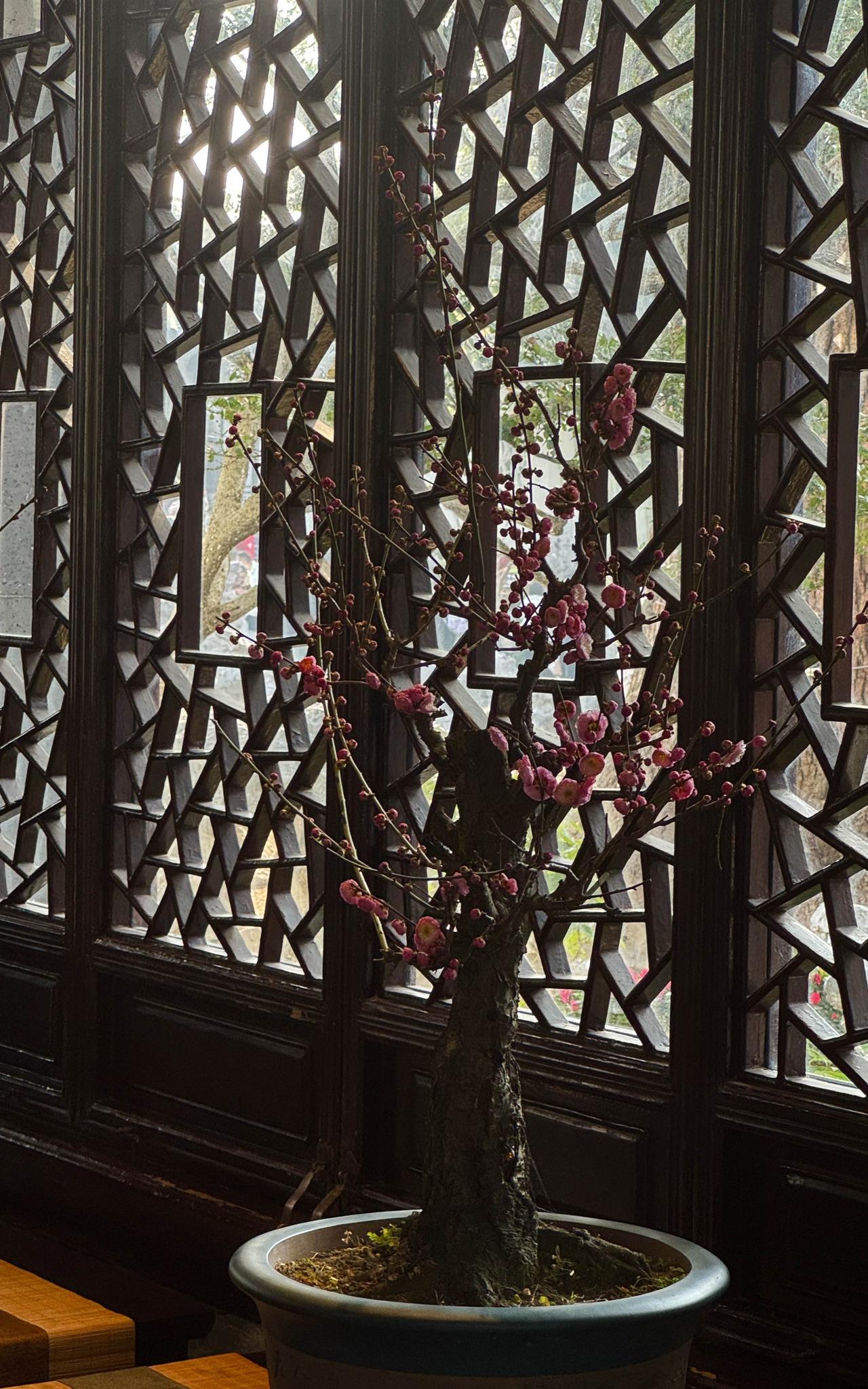 分享一张你最近随拍的照片疏影横斜，红梅映窗，中式雅韵尽在其间。