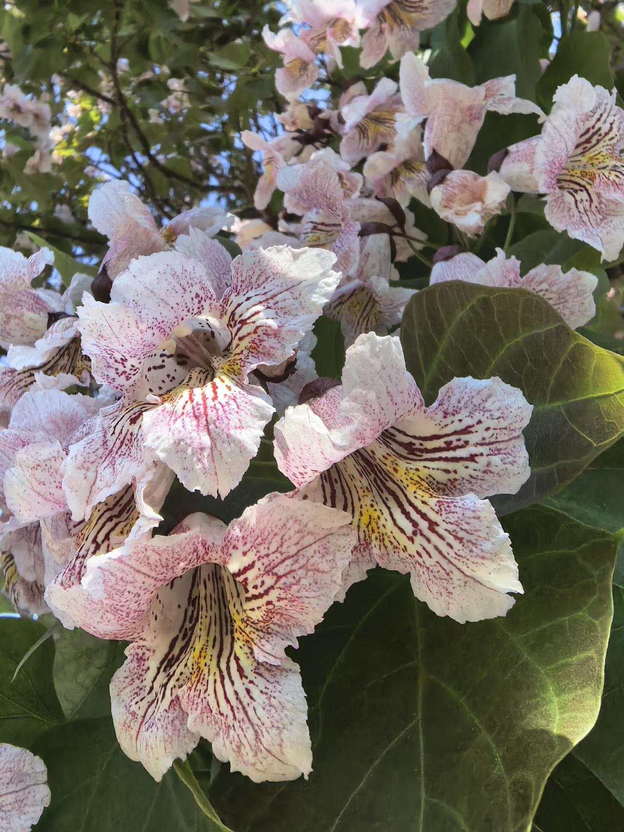 城市里的楸树
摄于芝罘区南大街上。