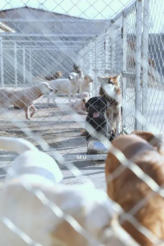 吴克群在救助流浪动物这件事上极为用心。2023年冬天录制综艺时，他偶然听刘丽说起