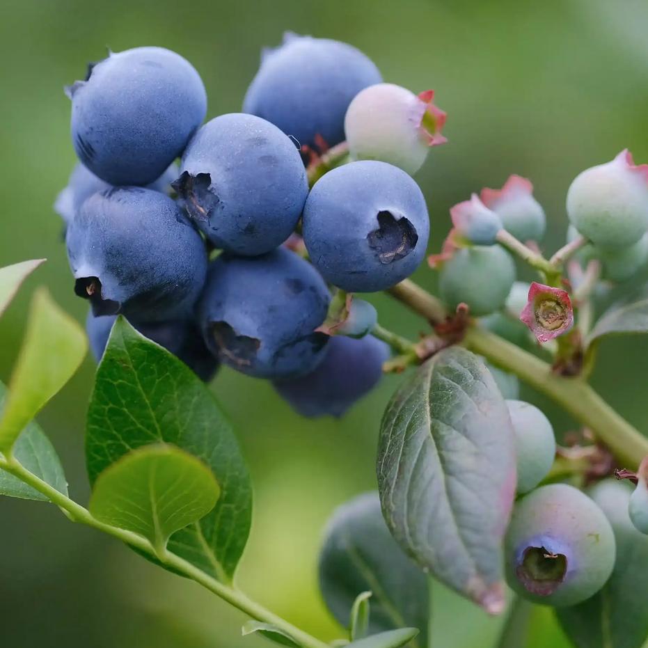 核心产供结构的变动是这波蓝莓降价的本质。受气候变暖与扩产周期叠加影响，云南等产区