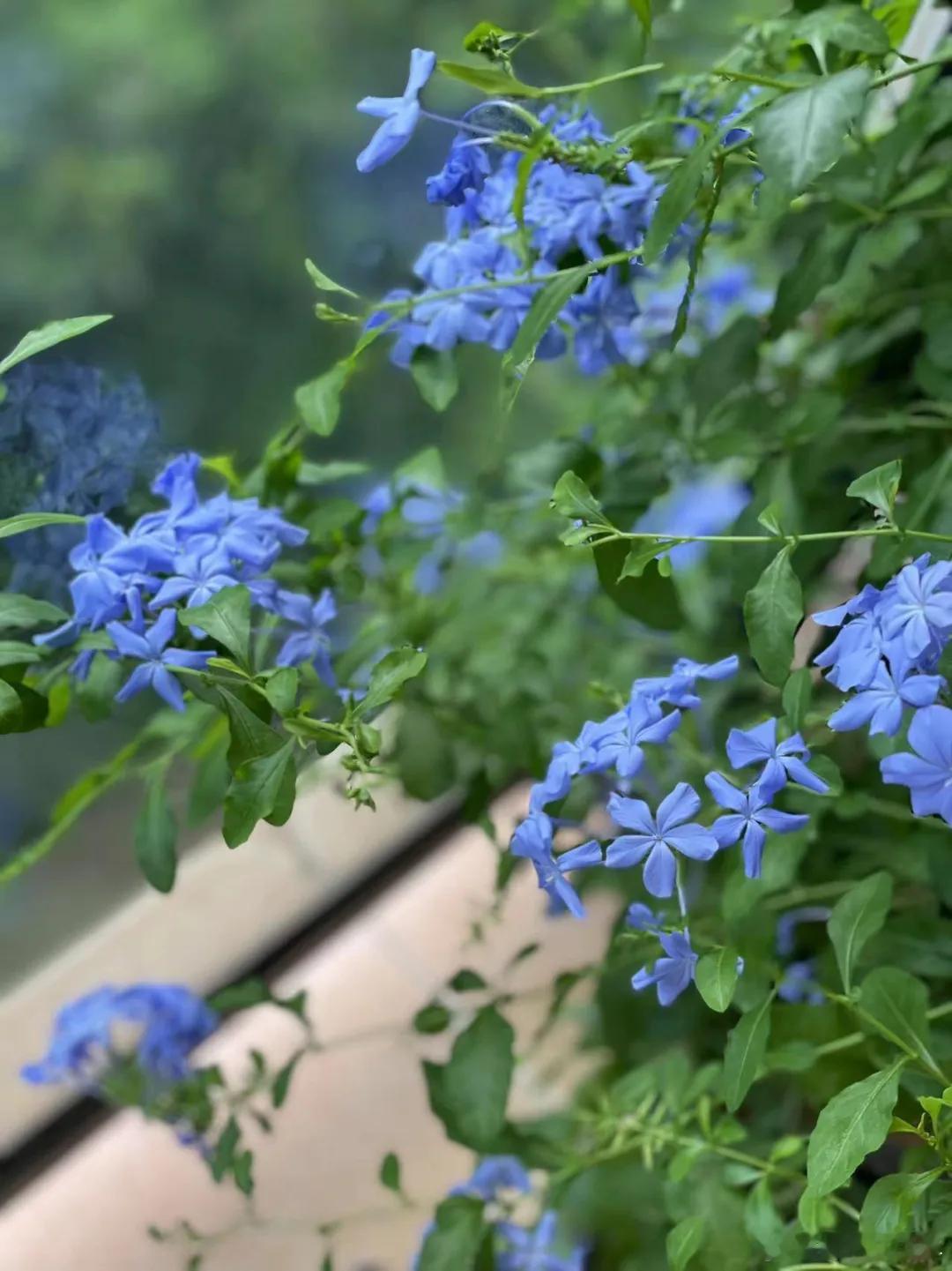 我阳台上种了一株蓝雪花，每年夏天爆炸式地开花。一茬接着一茬，爬到阳台外面的藤蔓开