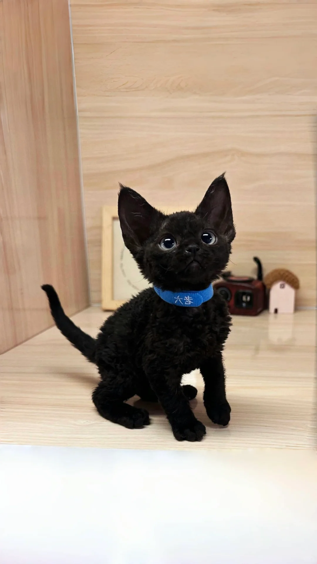 🇭🇰HK買貓💛純黑德文BB～搵新家長
