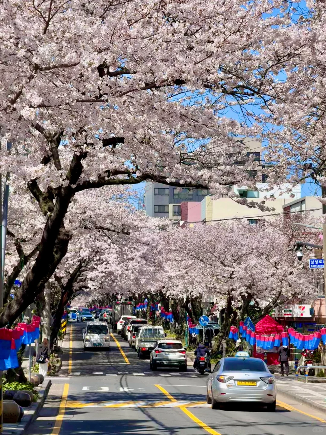 live｜已经开始期待樱花盛放的济州岛啦～🌸