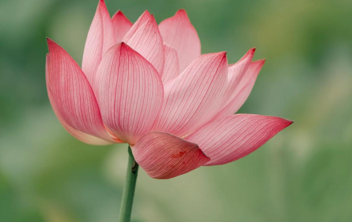 迪拜“空中出租车”起飞！
亲爱的朋友们大家好，我是海林小百科！今天我们来看看，迪