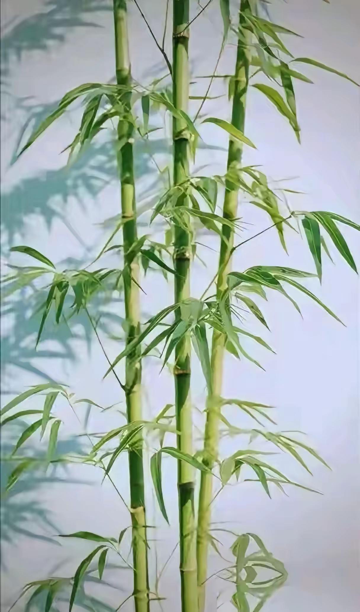 上联：风欺瘦竹竹尤傲
下联：霜煎丰菊菊甚香