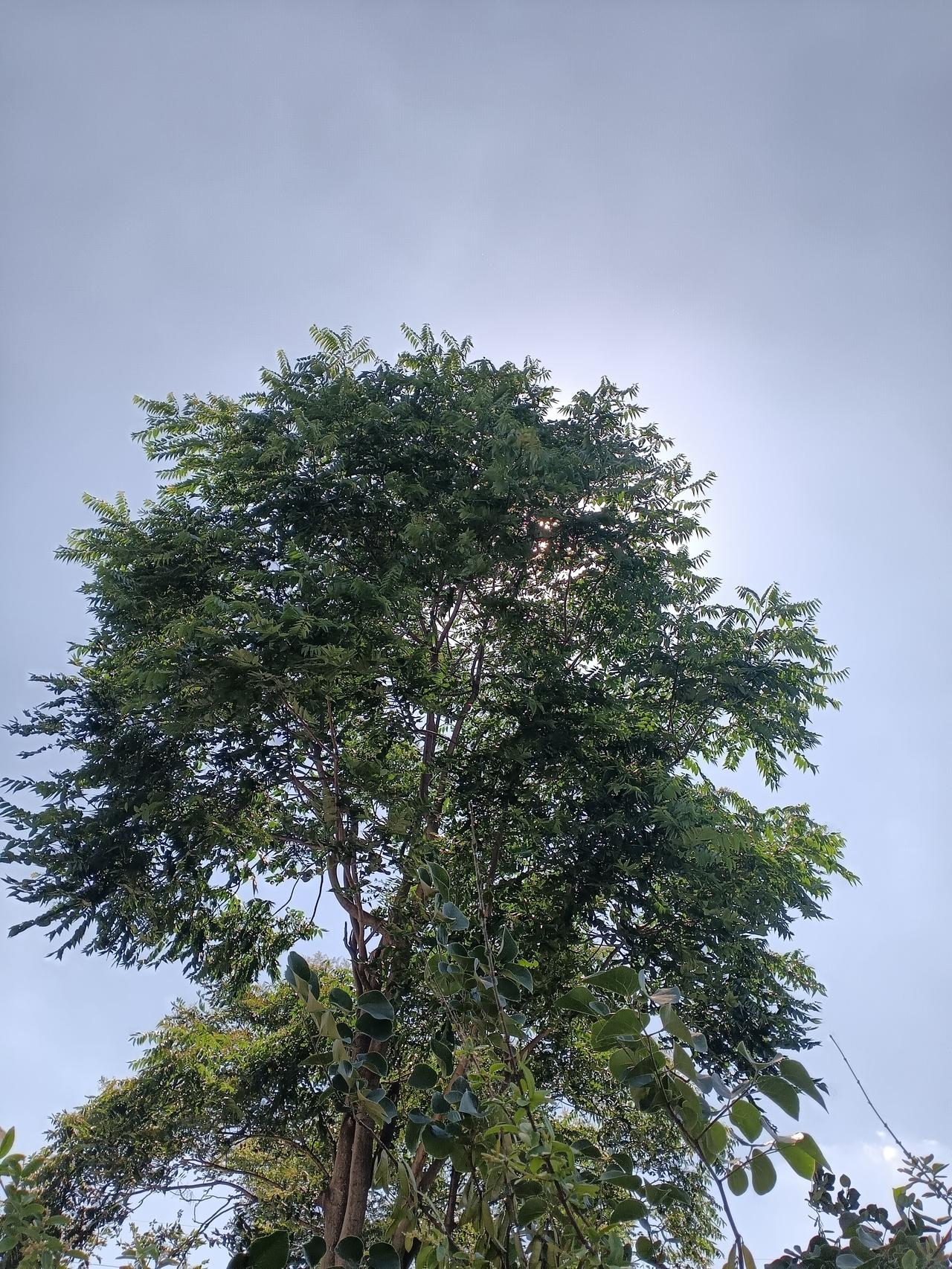 晴空之下葱郁大树挺拔而立，日光透过层叠绿叶，满是清宁盎然的夏日气韵。